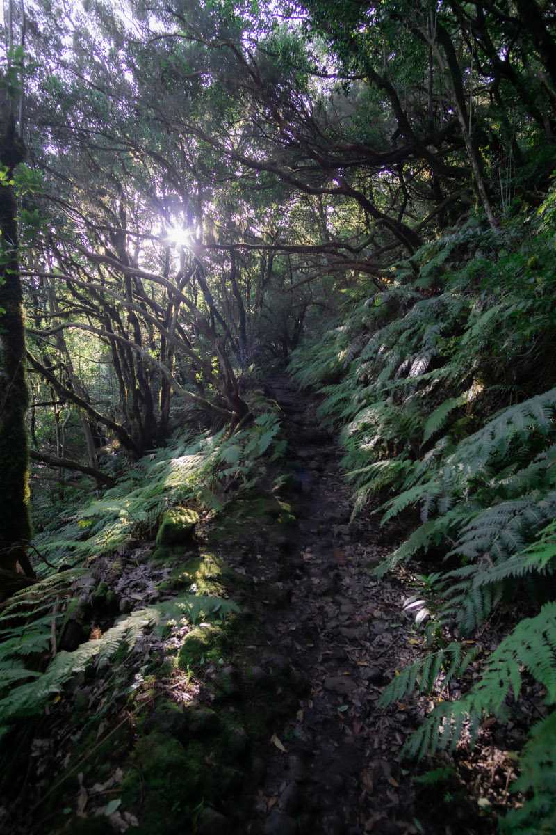 A misty hiking trail through the lush Anaga laurel forest in Tenerife, showcasing the island's rich natural beauty and top hiking experience.