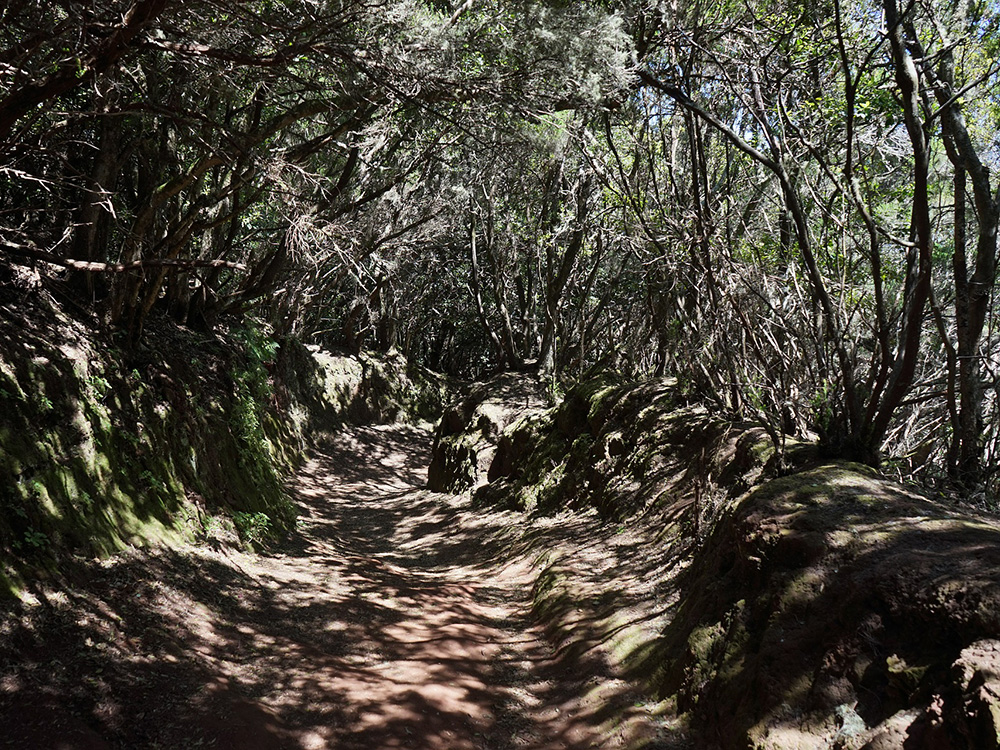 Misty laurel forest in Anaga, Tenerife, showcasing the lush, moss-covered trees typical of popular hiking trails.